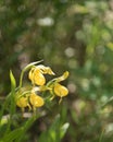 A Yellow Ladies Slipper Orchid growing in an Alberta woodland.